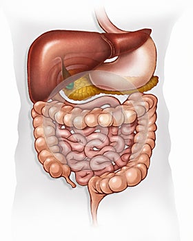 Human digestive system