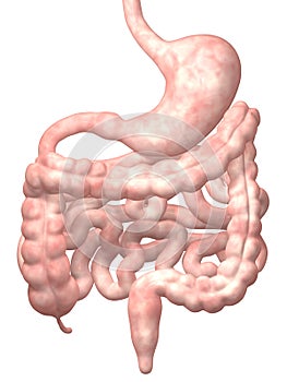 Human Digestive System