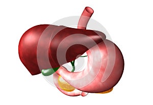 human digestive system