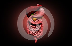 human digestive system