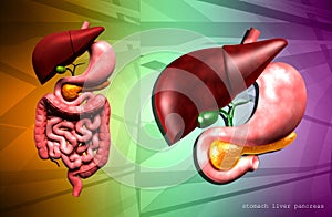 Human digestive system