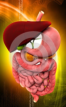 Human digestive system