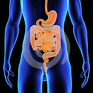 Human digestive system