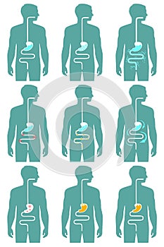 Human digestive system,