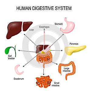 Human Digestive System