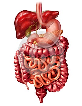 Human Digestive System