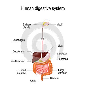 Human digestive system