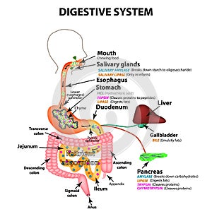 The human digestive system. Anatomical structure. Digestion of carbohydrates, fats and proteins. Enzymes of the