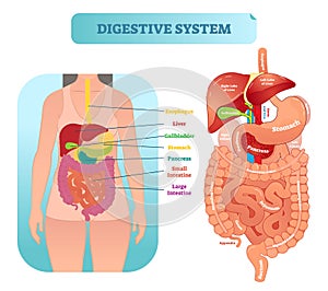 Human digestive system anatomical vector illustration diagram with inner organs. photo