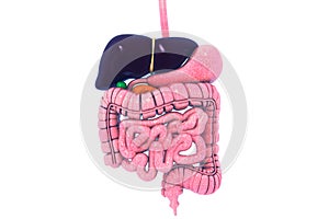 Human digestive system