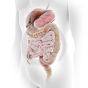 The human digestive system photo