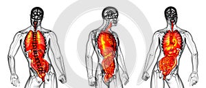 Human digestive system