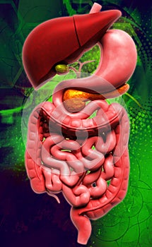 human digestive system photo