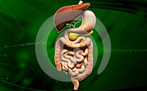 human digestive system photo