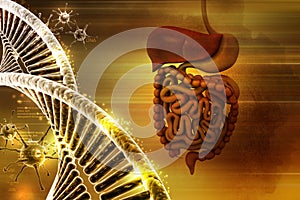 Human digestive system with dna and virus