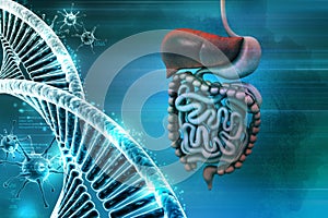 Human digestive system with dna and virus