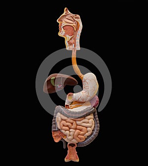 Human Digestive System (Extraction) photo