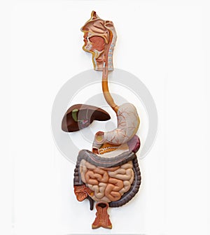 Human Digestive System (Extraction)