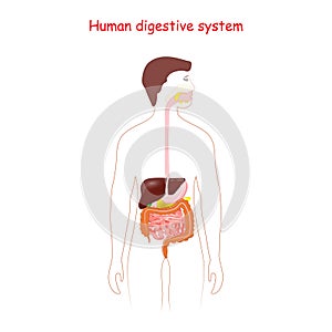 Human digestive system. Gastrointestinal tract