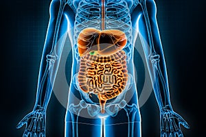 Human digestive system and gastrointestinal tract 3D rendering illustration. Anterior or front view of organs of digestion or