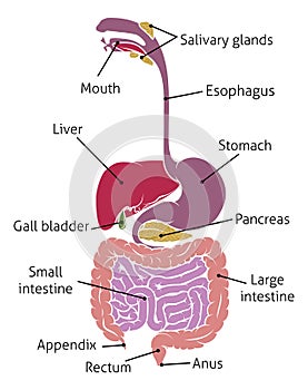 Human Digestive System Gut Gastrointestinal Tract