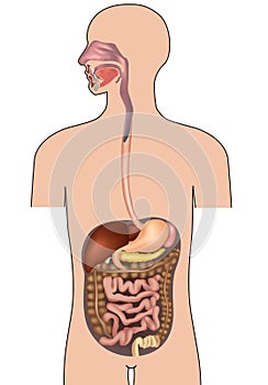 Human digestive system. Human Body Anatomy.