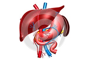 Human digestive system