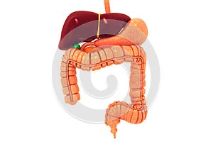 Human digestive system