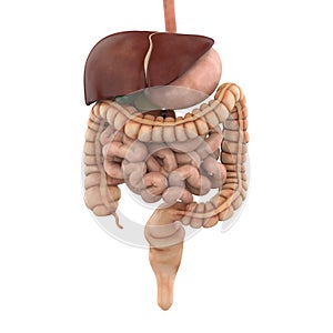 Human Digestive System Illustration