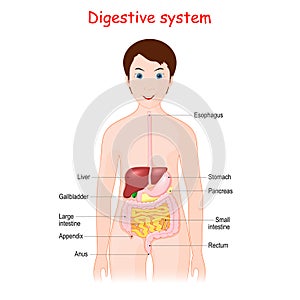 Human digestive system for kids