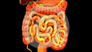 Human Digestive System Liver, Stomach, Intestine Anatomy