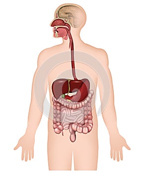 The human digestive system ,medical  illustration on white background