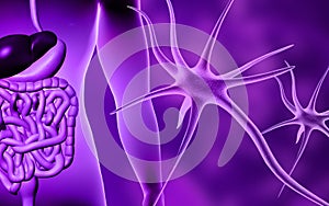 Human digestive system and neuron
