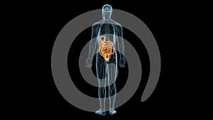 human digestive system organs anatomy system