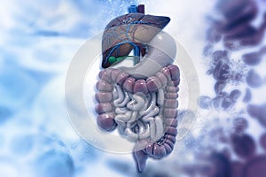 Human digestive system on scientific background