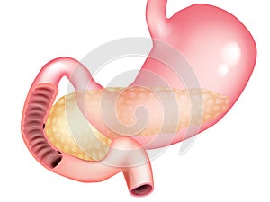 Human Digestive System Stomach and Pancreas. Anatomical position and structure of the organs within the digestive system, stomach