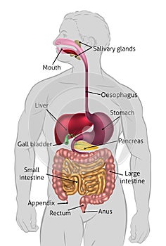 Human Digestive System Tract