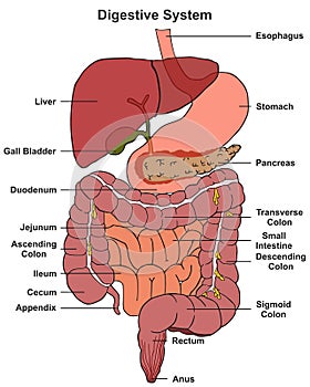Human digestive system tract anatomy structure and parts infographic diagram
