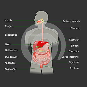 Human digestive system in vector photo