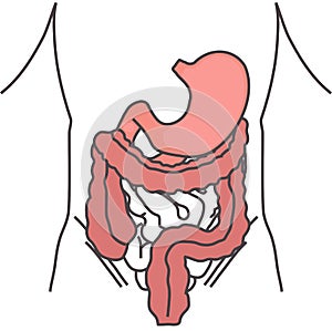 The human digestive system. Vector illustration.