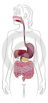 Human Digestive System Woman Anatomy Diagram