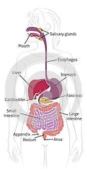 Human Digestive System Woman Anatomy Diagram