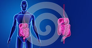 Human Digestive System zoom with Body Anterior view