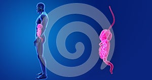 Human Digestive System zoom with Skeleton Lateral view