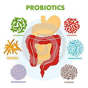 Human digestive tract system with probiotics. Human intestine microflora. Microscopic probiotics, good bacterial flora