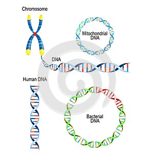 Human DNA - double helix, circular prokaryote chromosome Bacterial DNA, and Mitochondrial DNA