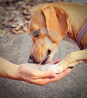 Human and Dog