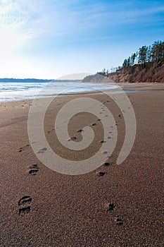 Human and Dog Foot Steps Along a Beach