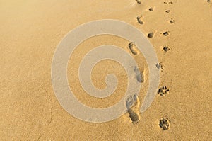 Human and dog footprint on brown sandy beach, nature texture background