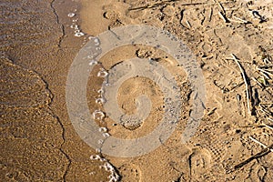 Human and dog footprints on a sand. Sea beach on a sunny day, surfline. View from above. Copy space.